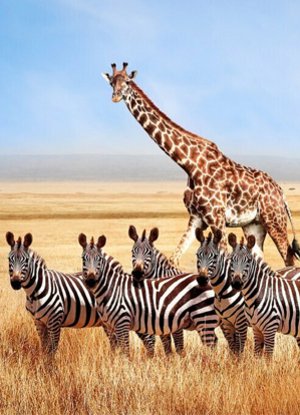 TANZANIA PACKAGES