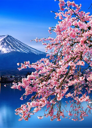 Cherry Blossom Tour of Japan - 6 Nights