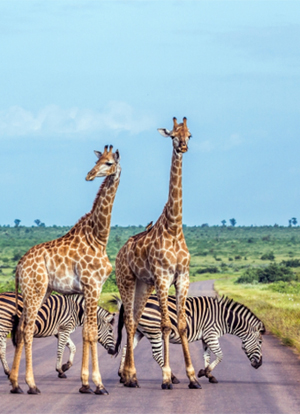 Wonders of South Africa - 9 Nights